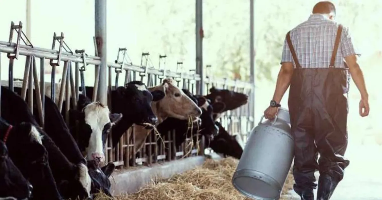 Productor lechero llevando un tarro de leche en el tambo